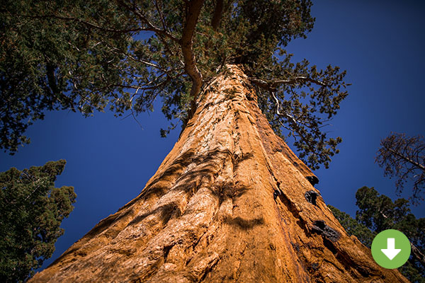 Sinjin Thomas - Giant Sequoia